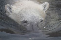 zoom-erlebniswelt-alaska-eisbaeren-010