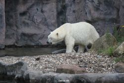 zoom-erlebniswelt-alaska-eisbaeren-011