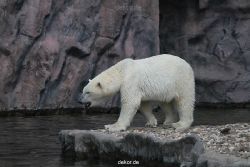 zoom-erlebniswelt-alaska-eisbaeren-012