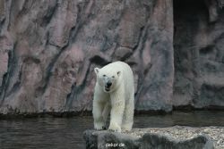 zoom-erlebniswelt-alaska-eisbaeren-013