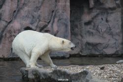 zoom-erlebniswelt-alaska-eisbaeren-014