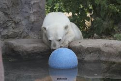 zoom-erlebniswelt-alaska-eisbaeren-015
