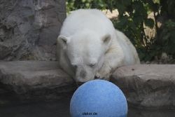 zoom-erlebniswelt-alaska-eisbaeren-016