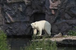 zoom-erlebniswelt-alaska-eisbaeren-017