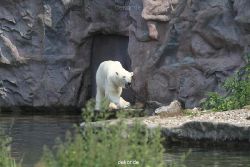 zoom-erlebniswelt-alaska-eisbaeren-018