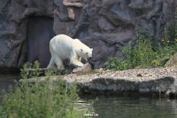 zoom-erlebniswelt-alaska-eisbaeren-019