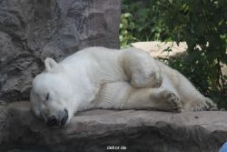 zoom-erlebniswelt-alaska-eisbaeren-021