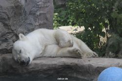 zoom-erlebniswelt-alaska-eisbaeren-022
