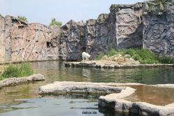 zoom-erlebniswelt-alaska-eisbaeren-023