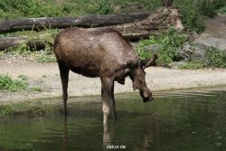 zoom-erlebniswelt-alaska-elche-001