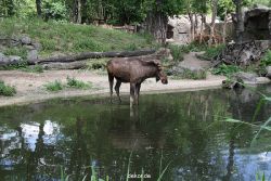 zoom-erlebniswelt-alaska-elche-002