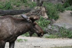 zoom-erlebniswelt-alaska-elche-003