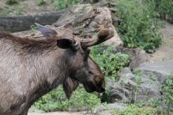 zoom-erlebniswelt-alaska-elche-004