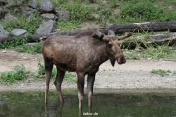 zoom-erlebniswelt-alaska-elche-005