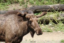 zoom-erlebniswelt-alaska-elche-006