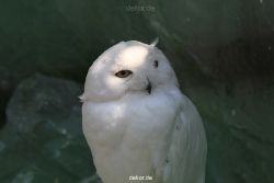 zoom-erlebniswelt-alaska-eulen-001