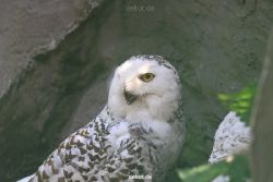 zoom-erlebniswelt-alaska-eulen-002