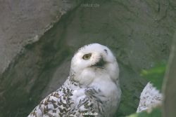 zoom-erlebniswelt-alaska-eulen-003