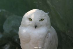 zoom-erlebniswelt-alaska-eulen-004