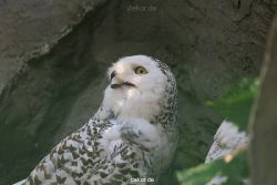 zoom-erlebniswelt-alaska-eulen-005