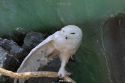 zoom-erlebniswelt-alaska-eulen-006