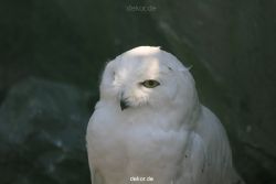 zoom-erlebniswelt-alaska-eulen-007