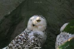 zoom-erlebniswelt-alaska-eulen-008