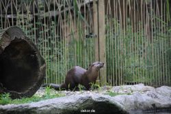 zoom-erlebniswelt-alaska-fischotter-001