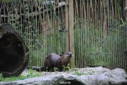 zoom-erlebniswelt-alaska-fischotter-002