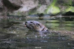 zoom-erlebniswelt-alaska-fischotter-003