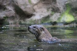zoom-erlebniswelt-alaska-fischotter-004