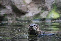 zoom-erlebniswelt-alaska-fischotter-005
