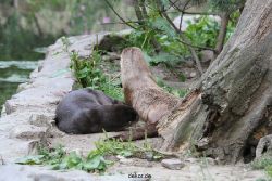 zoom-erlebniswelt-alaska-fischotter-007