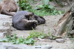 zoom-erlebniswelt-alaska-fischotter-008