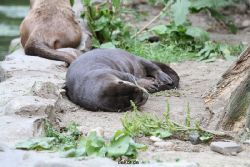 zoom-erlebniswelt-alaska-fischotter-009