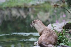 zoom-erlebniswelt-alaska-fischotter-010