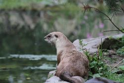 zoom-erlebniswelt-alaska-fischotter-011