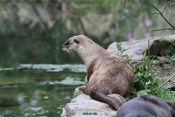 zoom-erlebniswelt-alaska-fischotter-012