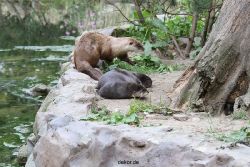 zoom-erlebniswelt-alaska-fischotter-013