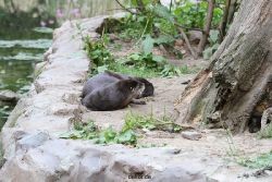 zoom-erlebniswelt-alaska-fischotter-014