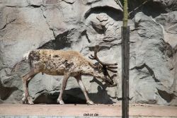 zoom-erlebniswelt-alaska-rentiere-001