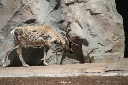 zoom-erlebniswelt-alaska-rentiere-002