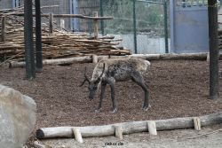 zoom-erlebniswelt-alaska-rentiere-003