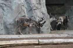 zoom-erlebniswelt-alaska-rentiere-004