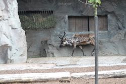 zoom-erlebniswelt-alaska-rentiere-005