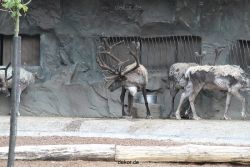 zoom-erlebniswelt-alaska-rentiere-006