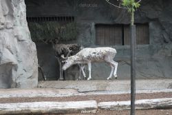 zoom-erlebniswelt-alaska-rentiere-007