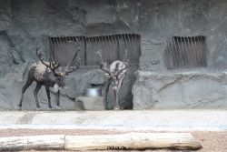 zoom-erlebniswelt-alaska-rentiere-008