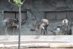 zoom-erlebniswelt-alaska-rentiere-009