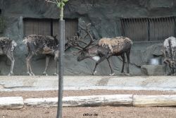zoom-erlebniswelt-alaska-rentiere-010